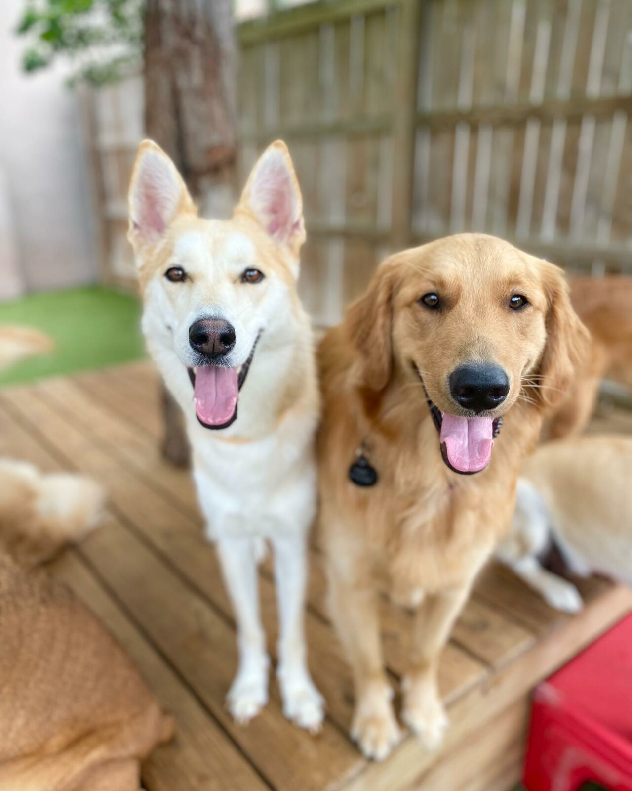 Overnight Dog Boarding in Atlanta, GA Puppy Haven Pet Resort