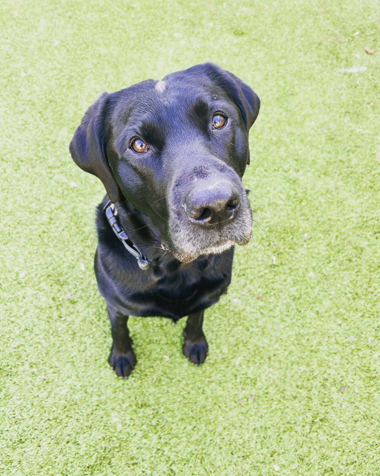 Overnight Dog Boarding in Atlanta, GA Puppy Haven Pet Resort