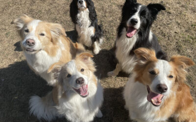 Are There Any Doggy Daycare Options Near Atlanta Hotels?