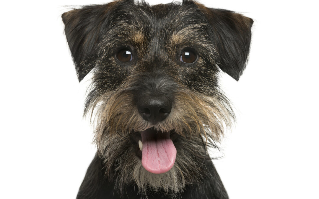 Close-up of a Crossbreed dog in front of white background for best-pet-boarding-options-near-Sandy-Springs blog.
