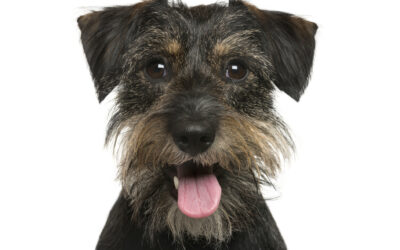 What Are the Best Pet Boarding Options Near Sandy Springs for a Weekend Stay?