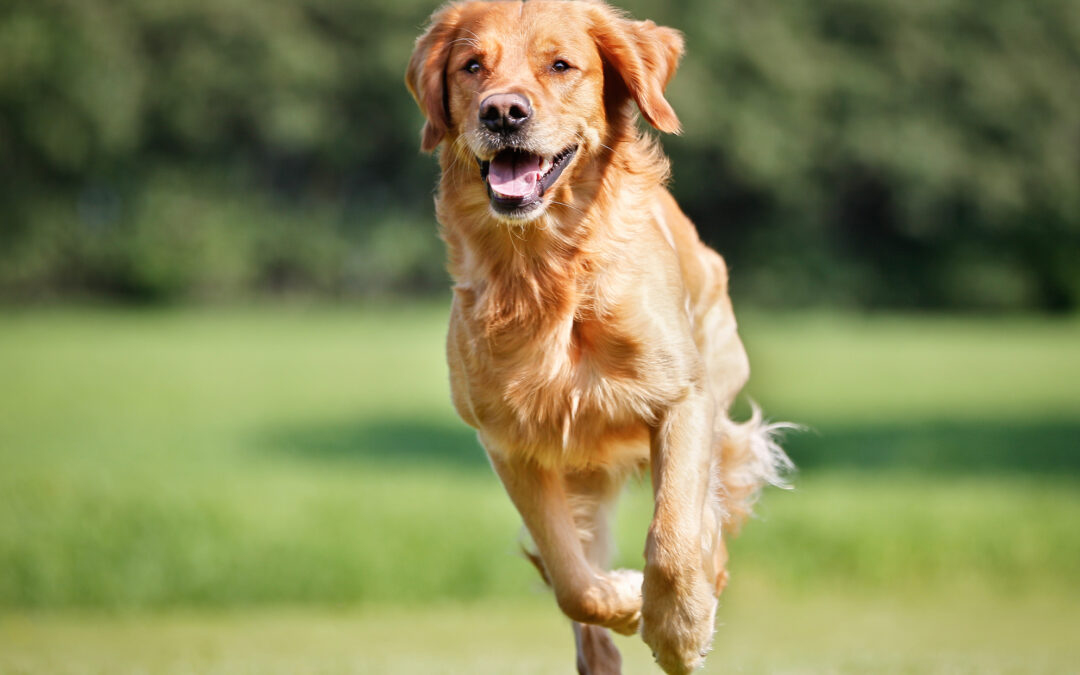 A Golden Retriever dog runs outdoors on a sunny summer afternoon for dog-boarding-in-buckhead blog.