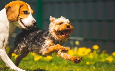 How to Choose Dog Daycare in Buckhead, Atlanta for Busy Workweeks