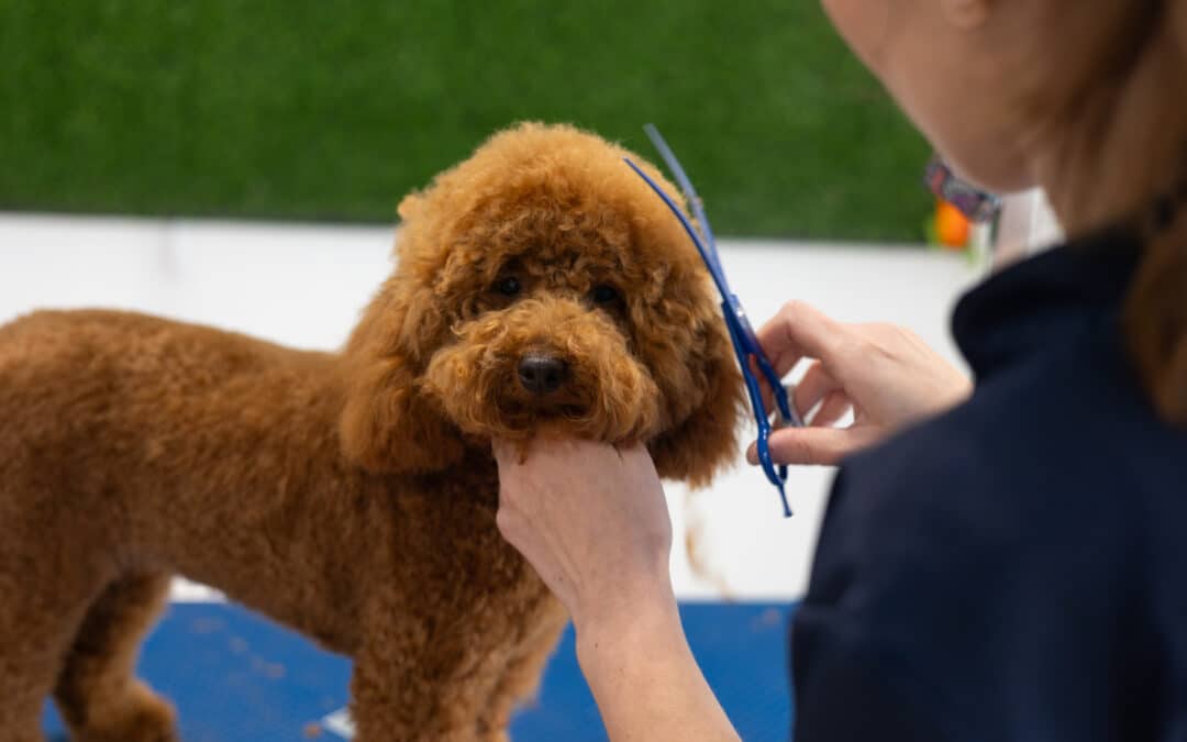 Top Dog Grooming Tips for Residents of Duluth, GA